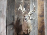 Main Frame 4x4 Whitetail Shoulder Mount Taxidermy