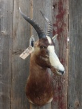 Nice African Blesbok Shoulder Mount