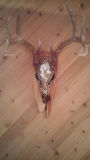 Beautiful hand painted 5x6 whitetail skull