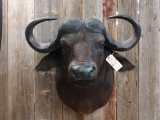 African Cape Buffalo Shoulder Mount