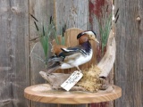 Mandarin Duck Full Body Mount