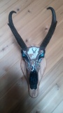 Hand Painted Pronghorn Antelope Skull