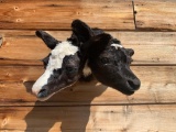 2 Headed Calf Brand New Taxidermy Mount