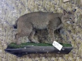 Full Body Bobcat Taxidermy Mount