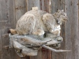 Full Body Mount Alaskan Lynx