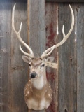 Axis Deer Shoulder Mount