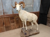 Full Body Mount Dall Sheep