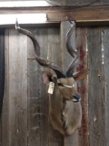 African Kudu Shoulder Mount