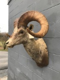 Stone Sheep Shoulder Mount