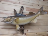 Real skin Taxidermy Walleye Mount