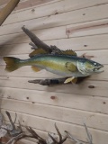 Real skin Walleye Taxidermy Fish Mount
