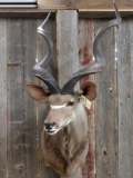 African Kudu Shoulder Mount