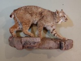 Sneaking Bobcat Full Body Mount