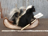 Full Body Mount Skunk In A Canoe