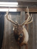 Shoulder Mount 8x6 Elk