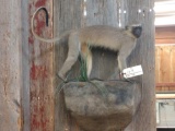 African Vervet Monkey Full Body Mount