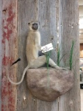 African Vervet Monkey Full Body Mount