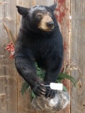 Black Bear Half Body Mount