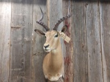 African Impala Shoulder Mount