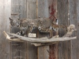 Full Body Mount Bobcat On Driftwood Hanging Base