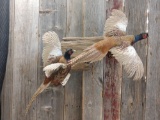 Pair Of Ringneck Pheasants Taking Flight