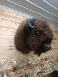 Big Herd Bull American Bison / Buffalo shoulder Mount Taxidermy