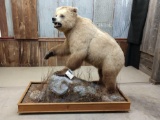 BIG Full Body Mount Alaskan Brown Bear