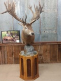 Outstanding Red Deer Pedestal Mount