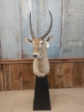 African Water Buck Pedestal Mount