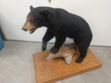 Black Bear full Body Taxidermy Mount