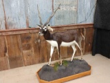 Full Body Mount Indian Black Buck