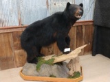 Full Body Mount Black Bear