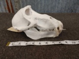 African Chacma Baboo Skull