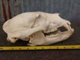 Black Bear Skull