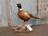 Full Body Mount Pheasant