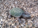 Full Body Mount Snapping Turtle
