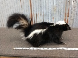 Full Body Mount Skunk