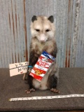 Full Body Mount Opossum Eating Cracker Jacks