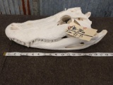 Alligator Skull