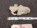 Fossilized Oreodont Skull In Matrix