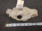 Fossilized Oreodont Skull In Matrix