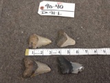 Group Of 4 Megalodon Shark Teeth