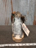 Full Body Mount Backpacking Squirrel