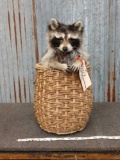 Full Body Mount Raccoon In A Basket