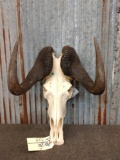 African White Tail Gnu Skull