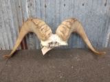 Alaskan Dall Sheep Horns On Skull Plate