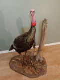 Full Body Mount Tom Turkey