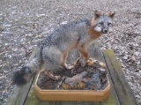 NICE Full Body Mount Grey Fox