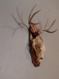 Big Black Bear Skull With Bonus Mule Deer Antlers