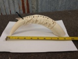 Carved Hippo Tusk Double Sided